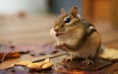 /album/hayvanlar-alemi/www-wallpapersharing-com-squirrel-fu-style-hd-desktop-wallpapers2-jpg/